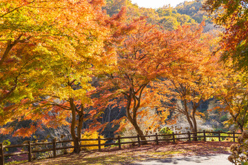 秩父ミューズパークのもみじの紅葉