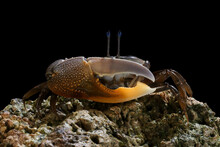 Close-up Of A Fiddler Crab On A Rock With Black Background