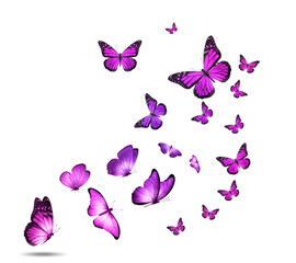 Poster - a flock of colorful flying butterflies isolated on a white background