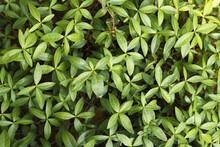 Green Plant Leaves Background, Texture