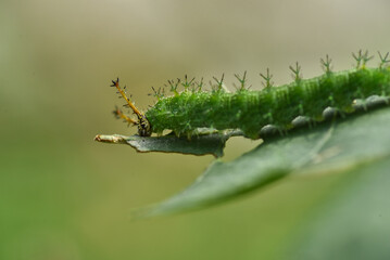 Common castor caterpillar on a leaf