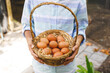 Midsection of asian boy holding basket, collecting eggs from hen house in garden