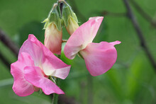 Pink Sweet Pea Flowers In Close Up