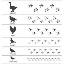 Silhouettes And Footprints Of Birds Of The Suburbs And Farms. Vector Illustration.