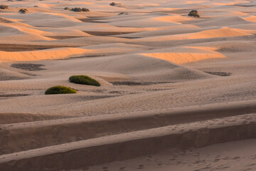 Wall Mural - Desert with sand dunes in Gran Canaria Spain