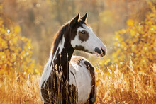 Portrait Of Beautiful Paint Horse In Autumn