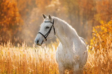 Wall Mural - Portrait of beautiful white horse in autumn