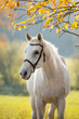 Portrait of white horse in autumn