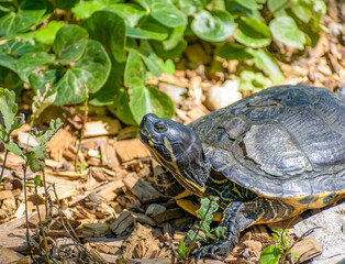 Poster - Closeup shot of a tortoise