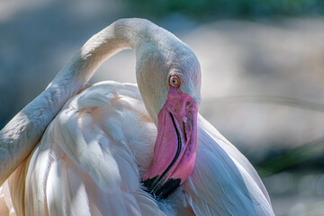 Poster - Closeup shot of a flamingo head