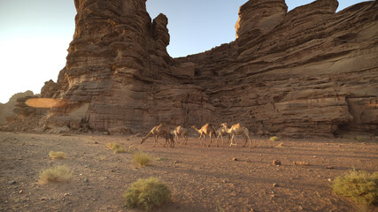 desert, mountains, camels, sun, Saudi Arabia