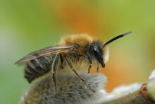 Closeup Of A Male Early Plasterer Bee , Colletes Cunicularius,