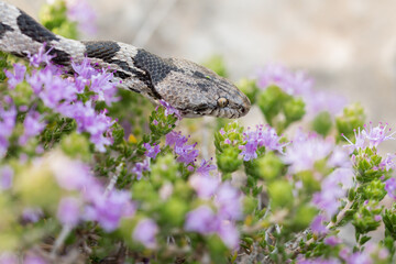 Poster - Close-up of European Cat Snake, or Soosan Snake, Telescopus fallax, on Mediterranean Thyme in Malta.