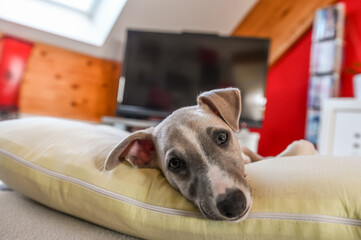 Poster - chien chiot Whippet jeune animal compagnie interieur maison panier