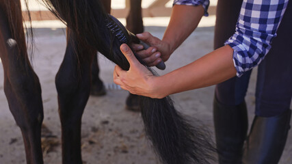 a young stranger brushes the tail of a dark brown horse in a plaid shirt. High quality-photo