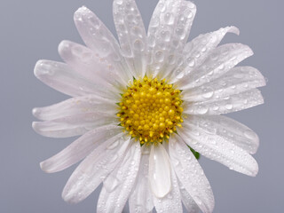 Wall Mural - white beautiful field chamomile on a gray background