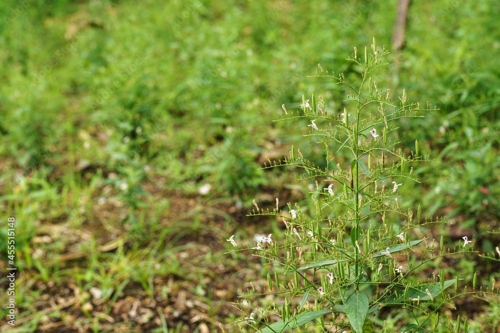 Foto de Stock Andrographis paniculata (Burm. F) Nees, generally known ...