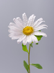 Wall Mural - white beautiful field chamomile on a gray background