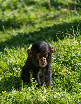 West African baby chimpanzee (Pan troglodytes verus) sitting in green grass and looking to the side. Blurred background.