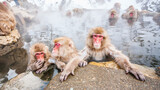 Fototapeta Dmuchawce - Group of snow monkeys sitting in a hot spring at Jigokudani Yaen-Koen, Nagano Prefecture, Japan.