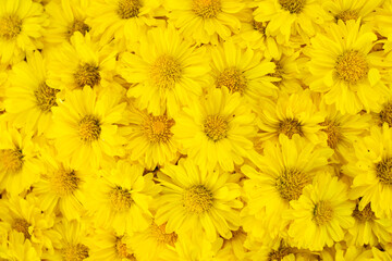 Wall Mural - Closed up of yellow color Chrysanthemum flower pattern background