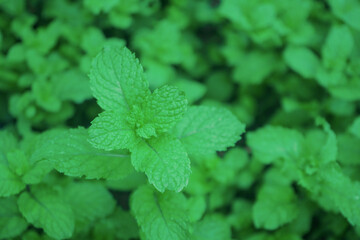 Fresh peppermint trees in organig garden.