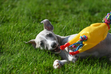 Wall Mural - Chien Whippet race canin jouet