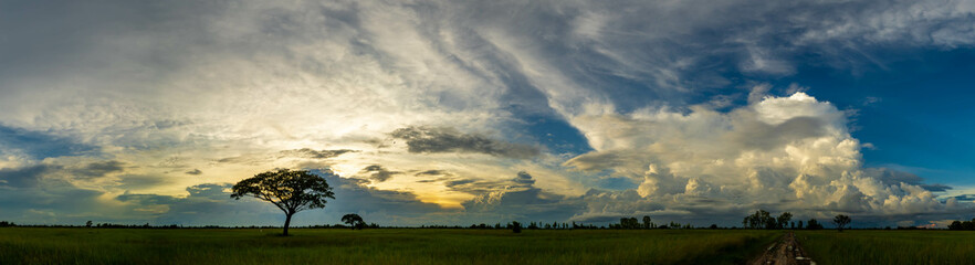 Wall Mural - Beautiful sky. orange sunset sky. Amazing dark cloud over a rice field.