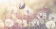 Beautiful butterfly and delicate fluffy dandelions on sunny day. Banner design
