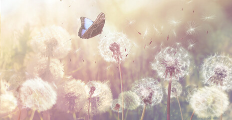 Wall Mural - beautiful butterfly and delicate fluffy dandelions on sunny day. banner design