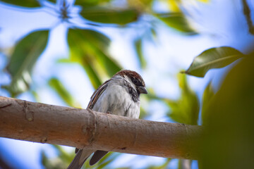 Wall Mural - Sparrow Asian Bird On fruit tree outdoors wild life animal common house street finches close up wallpaper background