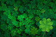 Beautiful fresh green clover leaves, top view