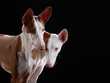 two dogs on a dark background in the studio. Slim spanish greyhound, podenko ibitsenko