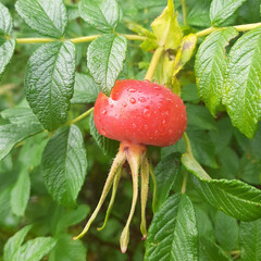 Wall Mural - View of a fresh rose hip covered in waterdrops growing on the branch of a tree on a sunny day