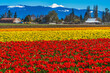 Colorful Red Tulips Farm Snowy Mount Baker Skagit Valley Washington