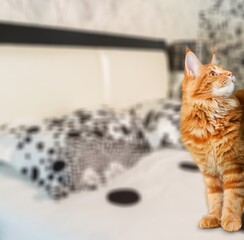 Wall Mural - Cute domestic adorable kitten, young peaceful cat in floor