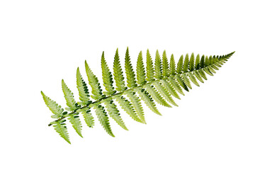 Aufkleber - fern leaf isolated on a white background