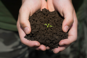 human hands protect the sprout. concept of ecology, protection.