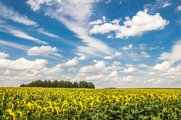 Wall Mural - Sunflower field with cloudy blue sky.