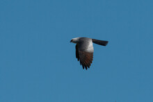 Mississippi Kite Soaring Through A Blue Sky