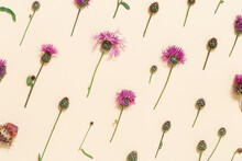 Forest Grass And Flowers Thorn Thistle Or Burdock As Stylish Botanical Background Pastel Colored