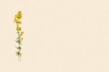 Minimal Nature Concept. Summer Yellow Flower Wild Mimosa As Natural Background On Pale Pink Colored.