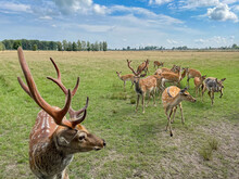 A herd of sika deer led by a leader with large horns