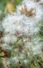 Wall Mural - close up of beautiful fluffy seed flower heads of the Creeping Thistle (Cirsium arvense) growing wild on Salisbury Plain, UK