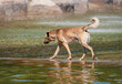 © Myst - Abandoned stray dog going to the other side of the pool in Dikmen Valley | Dikmen Vadisi in Ankara, Turkey. Beautiful detail of pool and environment at park.