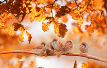 Bright Autumn Background With Small Birds Sparrows Sitting Among The Golden Oak Tree Foliage