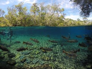 Wall Mural - Aguas Cristalinas Bonito - Mato Grosso do Sul - MT