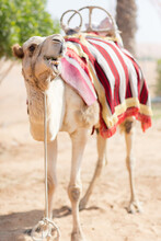 Brown Camel With Red Striped Textile Outdoor