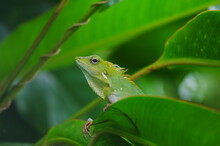 Close-up Of Green Lizard On Tree Leaf