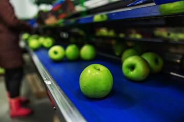 Modern technology for production, sorting and distribution of apples. Ripe green apples freshly washed in focus. Drying and grading apples after cleaning apples in clean water. Worker in background